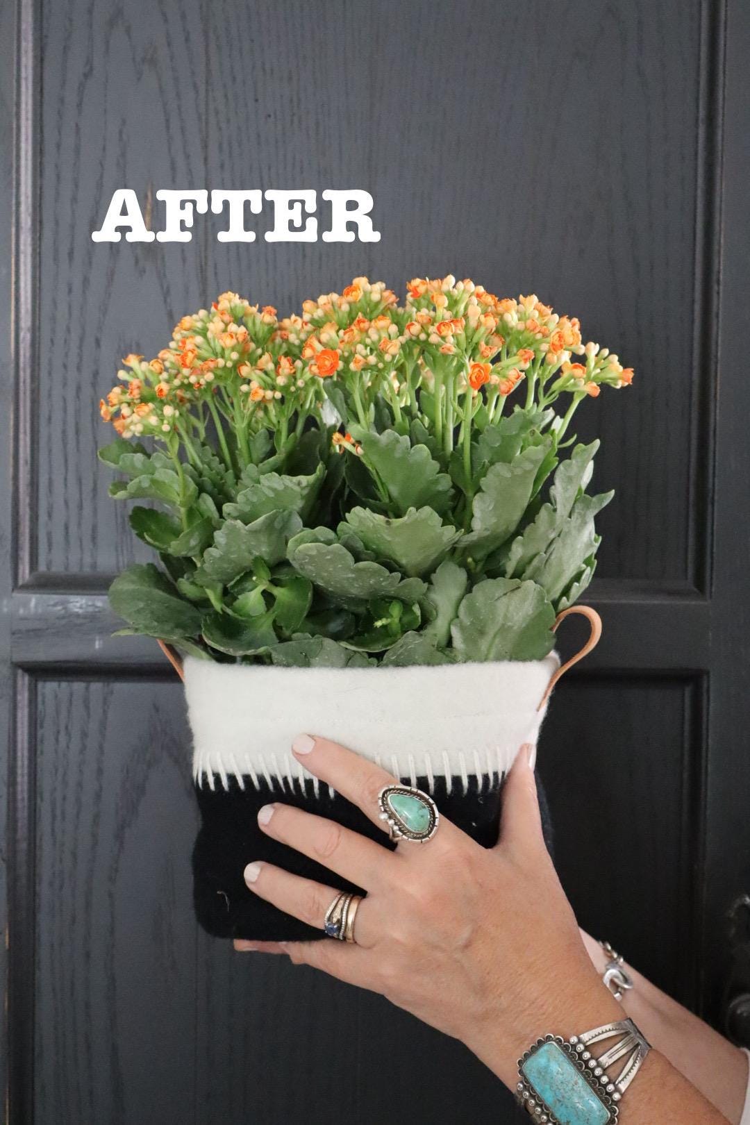Person holding a potted plant with 'AFTER' text on a dark background