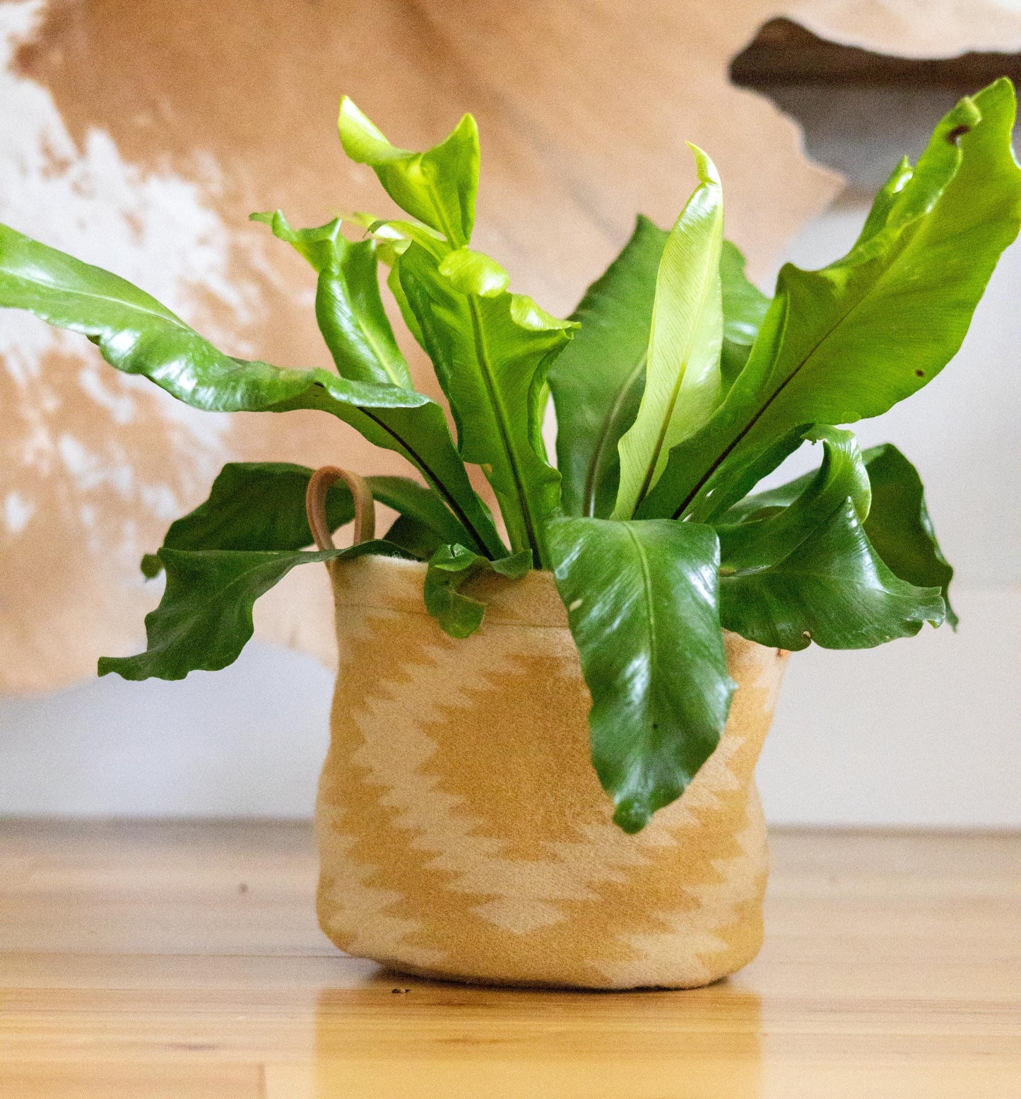 Green potted plant in a woven basket on a wooden surface with a blurred background