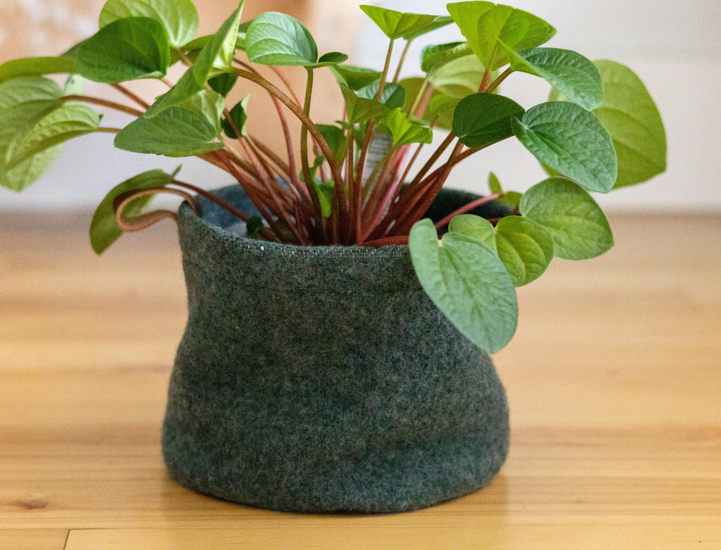 Potted plant with green leaves in a textured green pot on a wooden surface