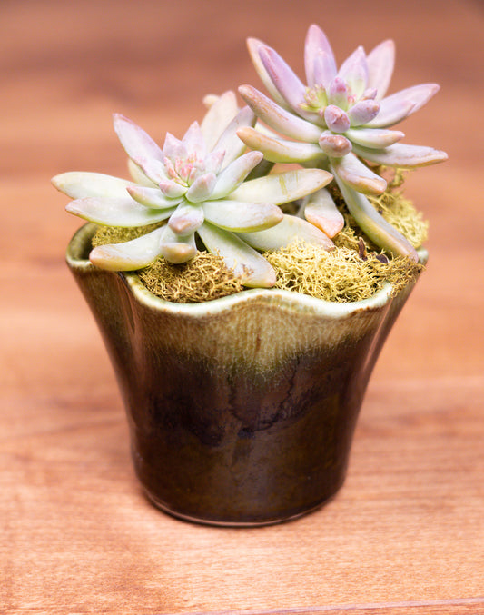 Vintage Green Scalloped Ceramic Planter